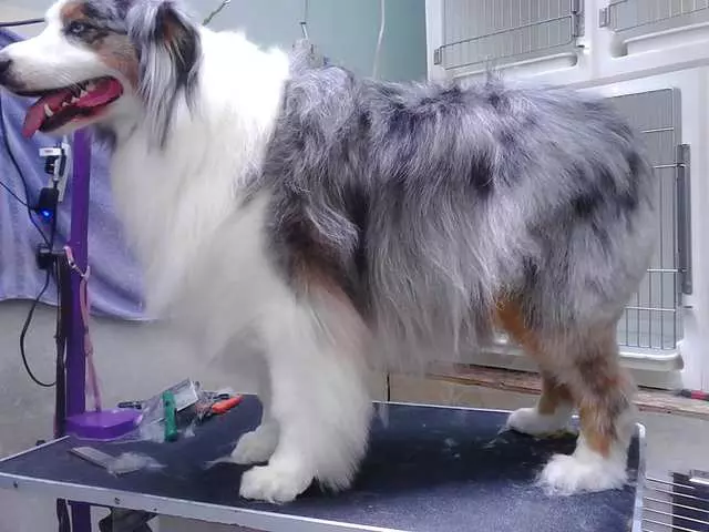 After Hours Dog Grooming