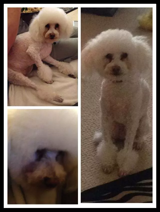 After Hours Dog Grooming