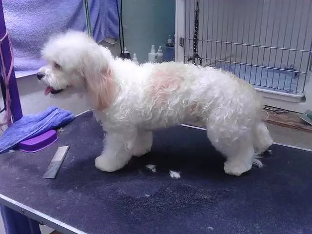 After Hours Dog Grooming