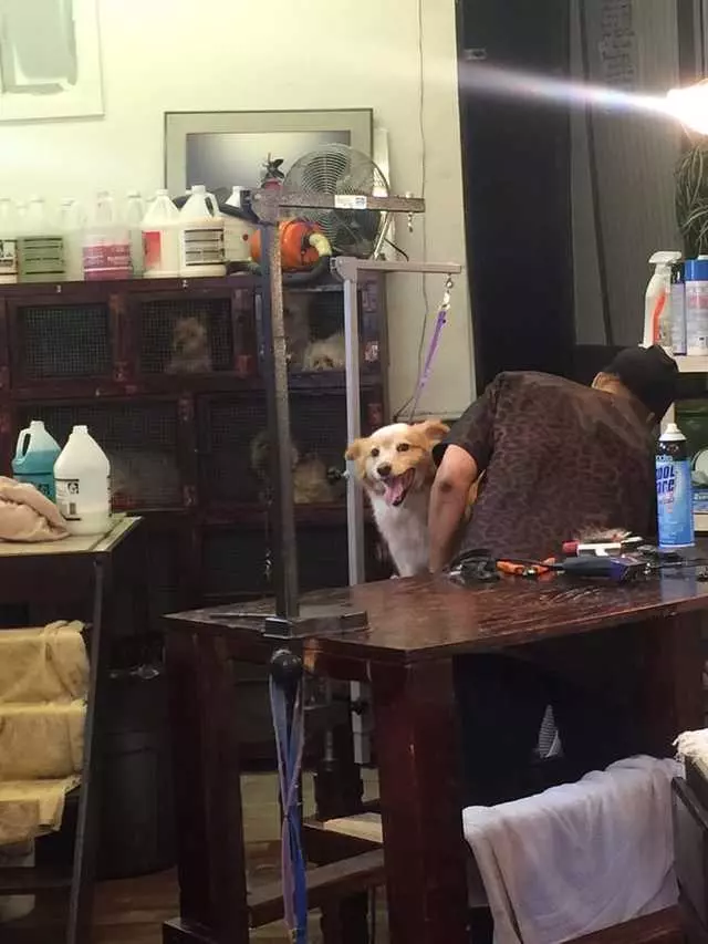 After Hours Dog Grooming