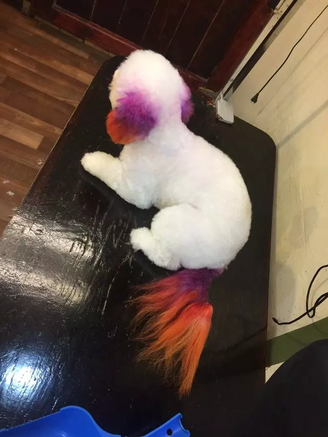 After Hours Dog Grooming