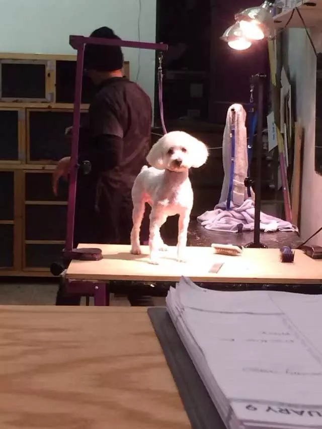 After Hours Dog Grooming