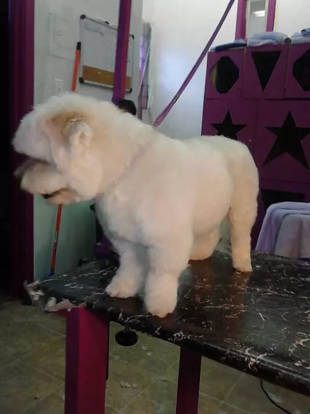 After Hours Dog Grooming