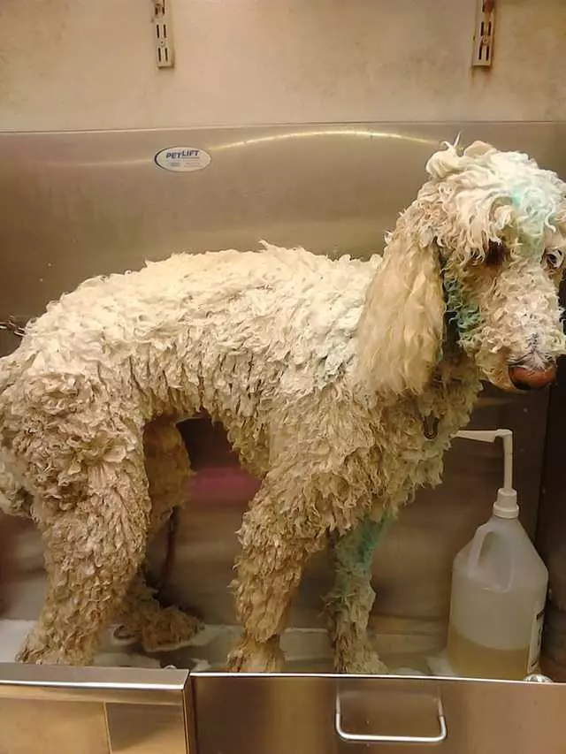 After Hours Dog Grooming