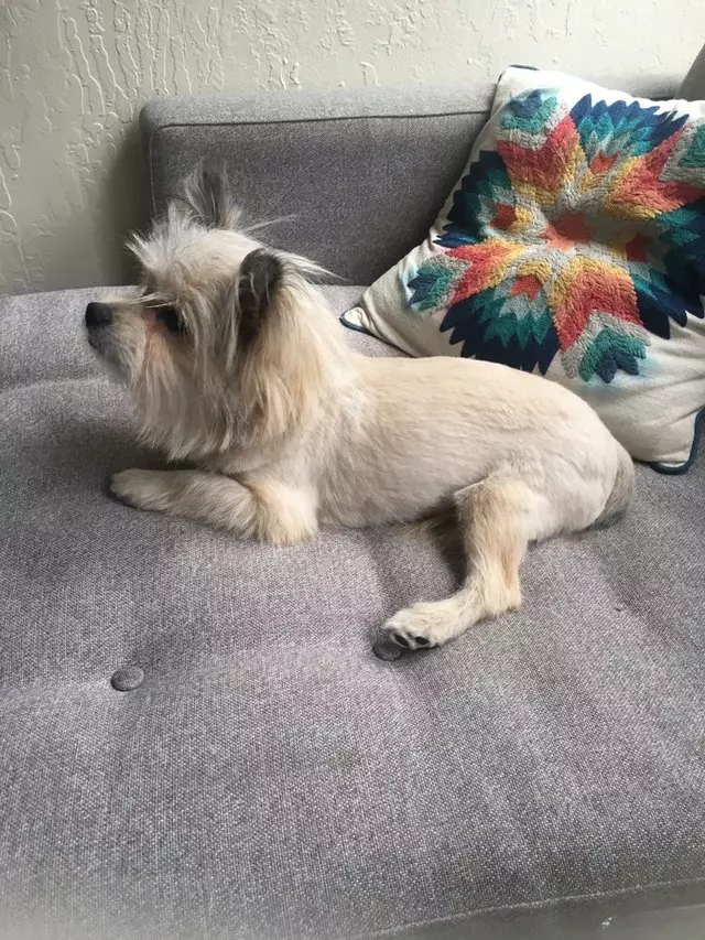 After Hours Dog Grooming