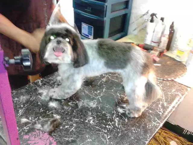 After Hours Dog Grooming