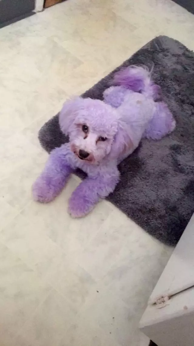 After Hours Dog Grooming