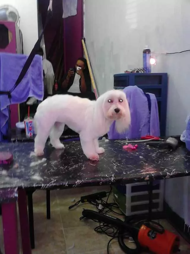 After Hours Dog Grooming