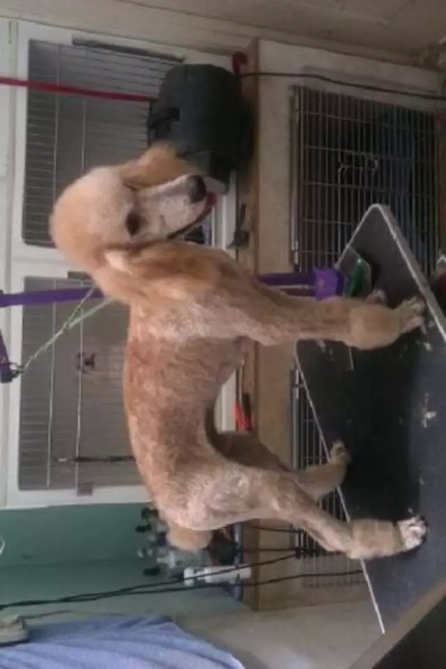 After Hours Dog Grooming