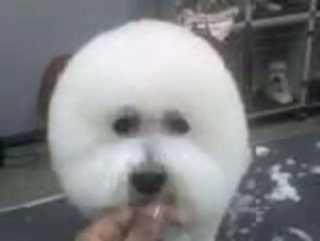 After Hours Dog Grooming