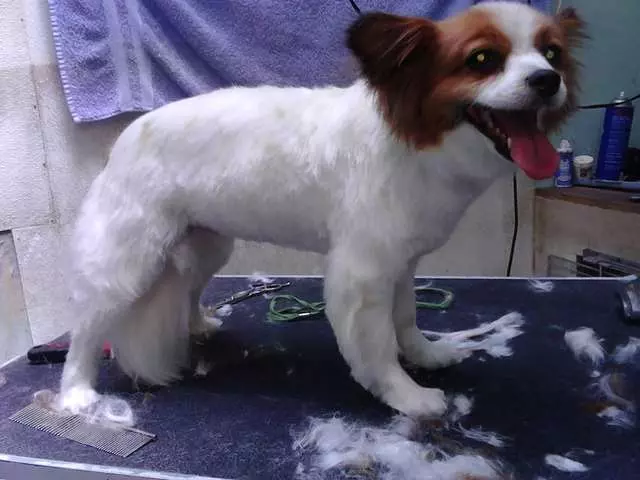 After Hours Dog Grooming