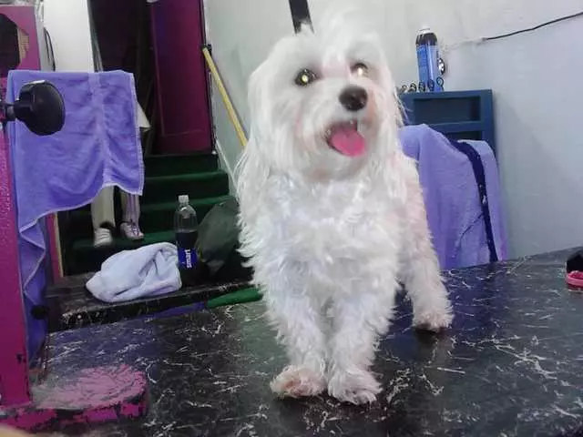 After Hours Dog Grooming