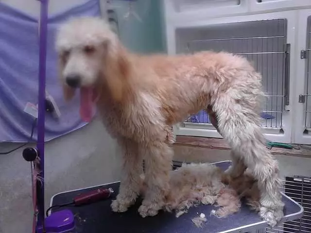 After Hours Dog Grooming