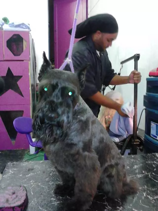After Hours Dog Grooming