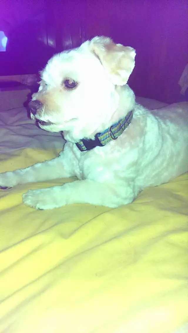 After Hours Dog Grooming