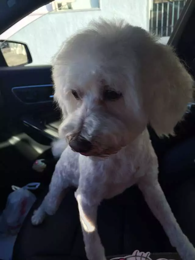 After Hours Dog Grooming