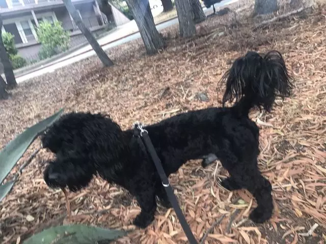 After Hours Dog Grooming