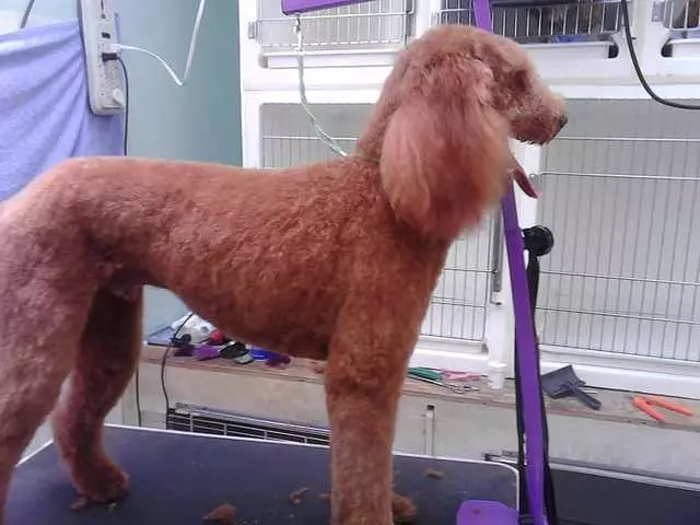 After Hours Dog Grooming