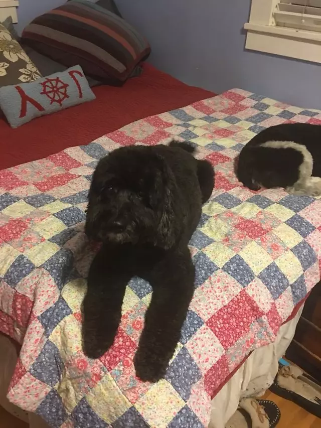 After Hours Dog Grooming
