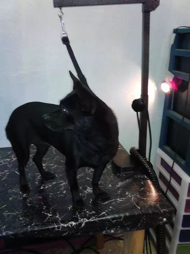 After Hours Dog Grooming