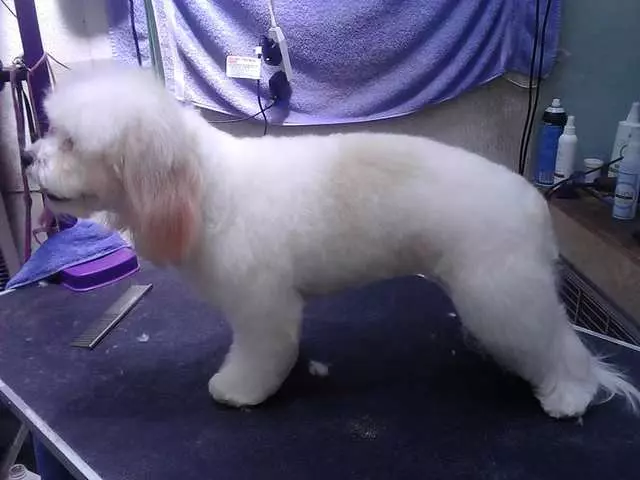 After Hours Dog Grooming