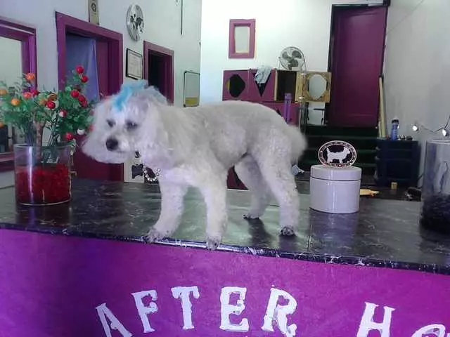 After Hours Dog Grooming