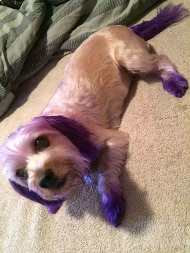 After Hours Dog Grooming