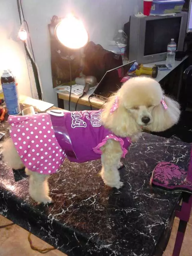 After Hours Dog Grooming