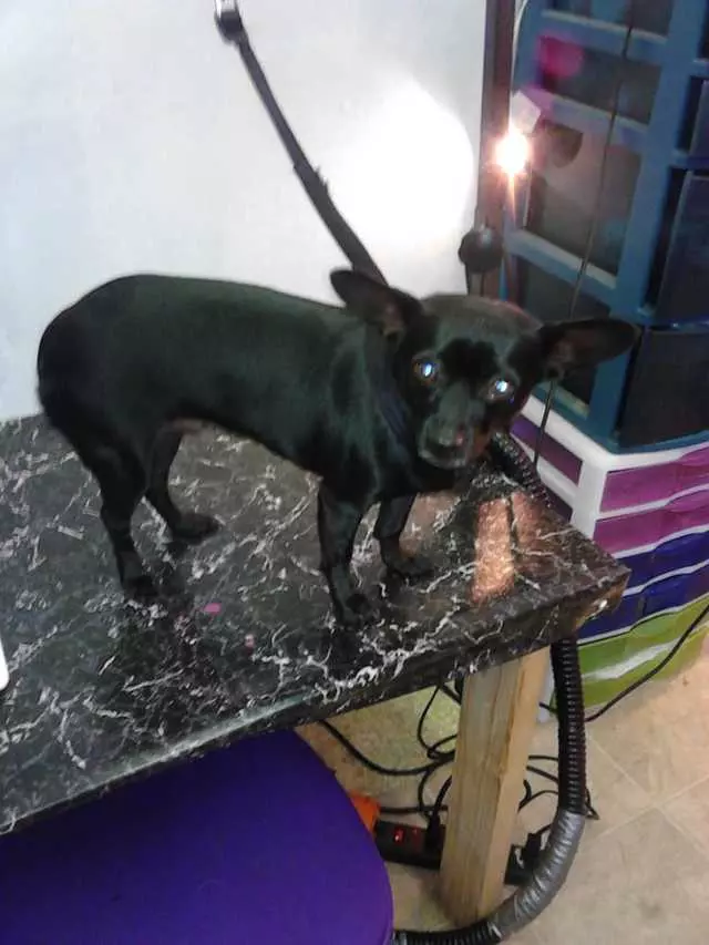 After Hours Dog Grooming