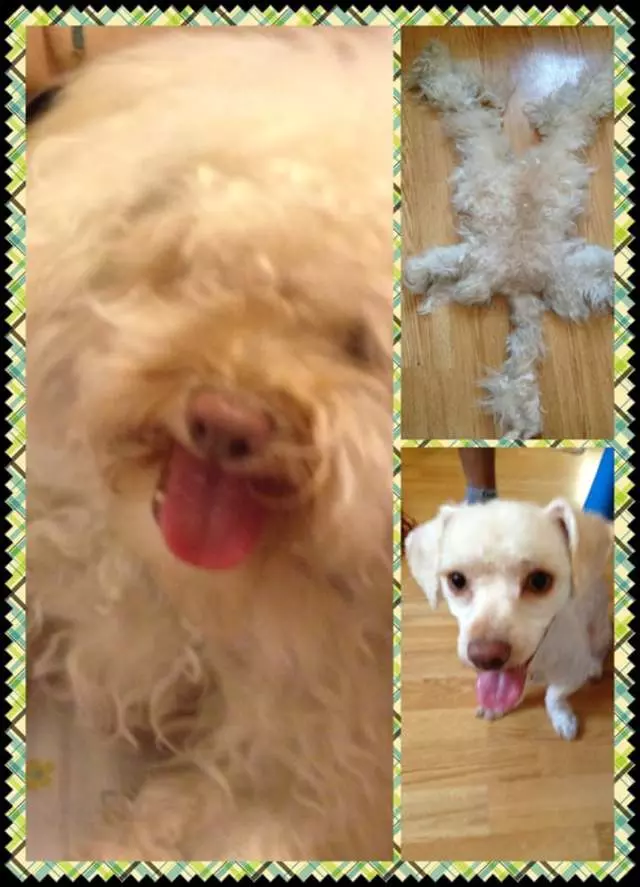 After Hours Dog Grooming