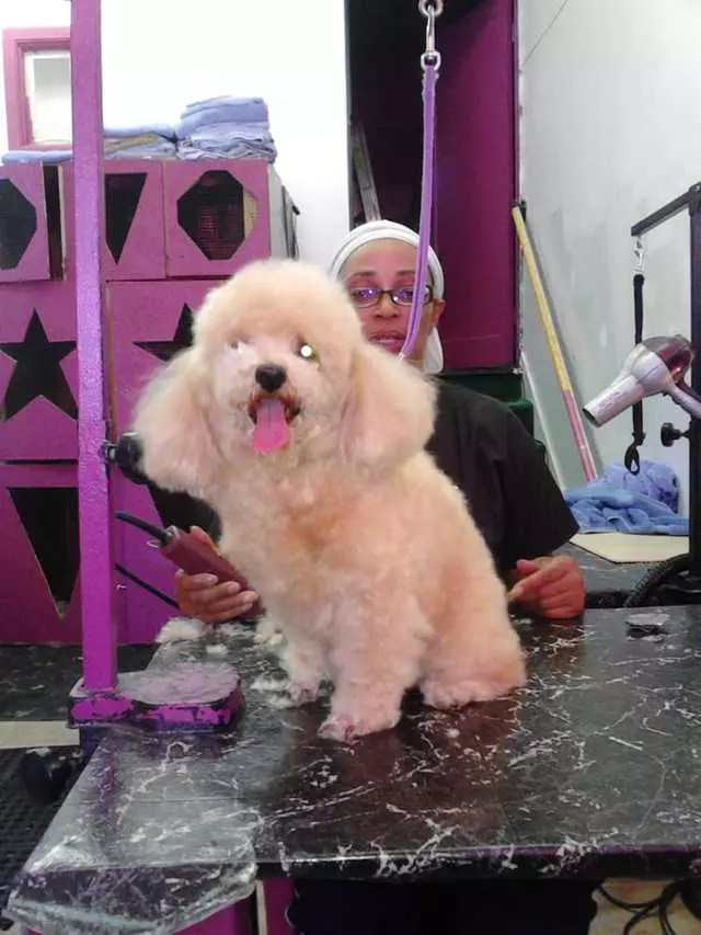 After Hours Dog Grooming