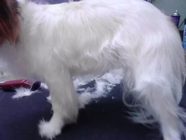 After Hours Dog Grooming