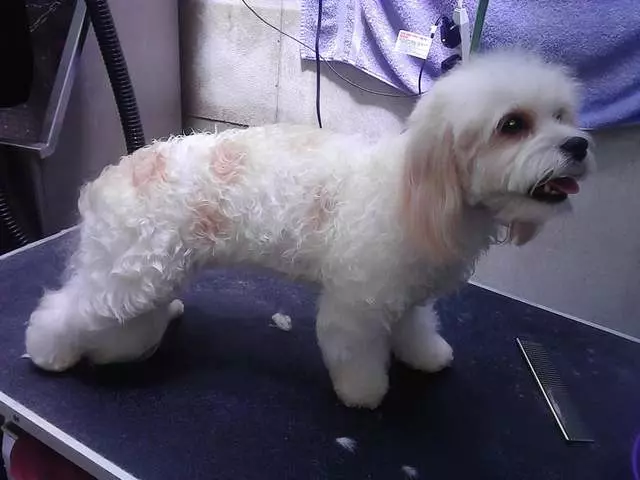 After Hours Dog Grooming
