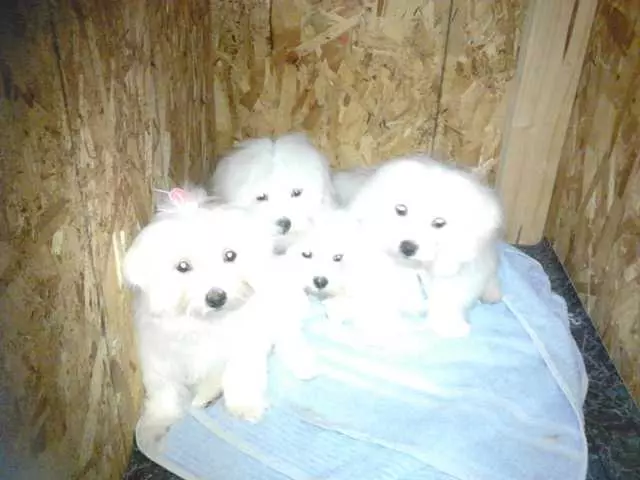 After Hours Dog Grooming