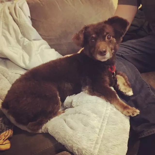 After Hours Dog Grooming