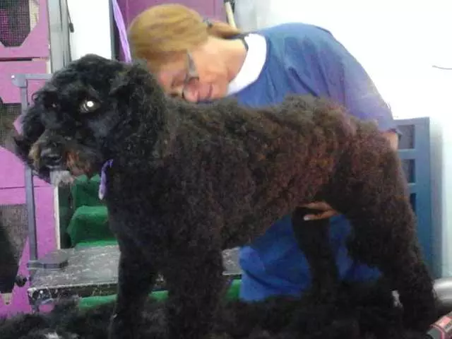 After Hours Dog Grooming