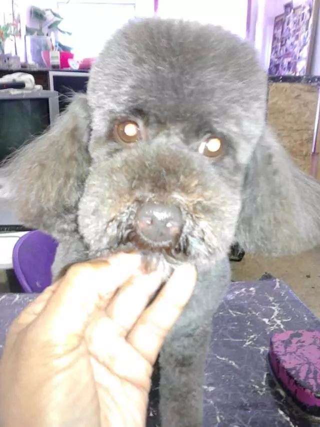 After Hours Dog Grooming