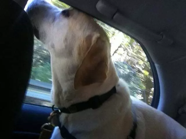Around Town Hound