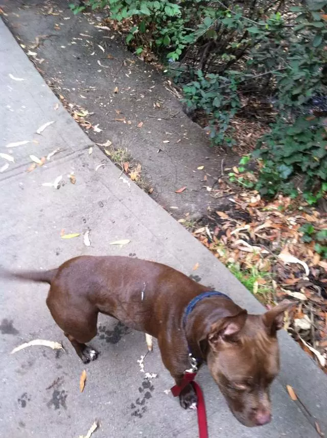 Around Town Hound
