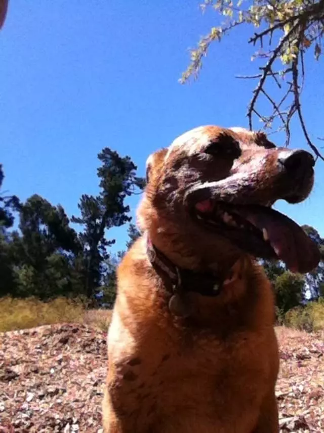 Around Town Hound