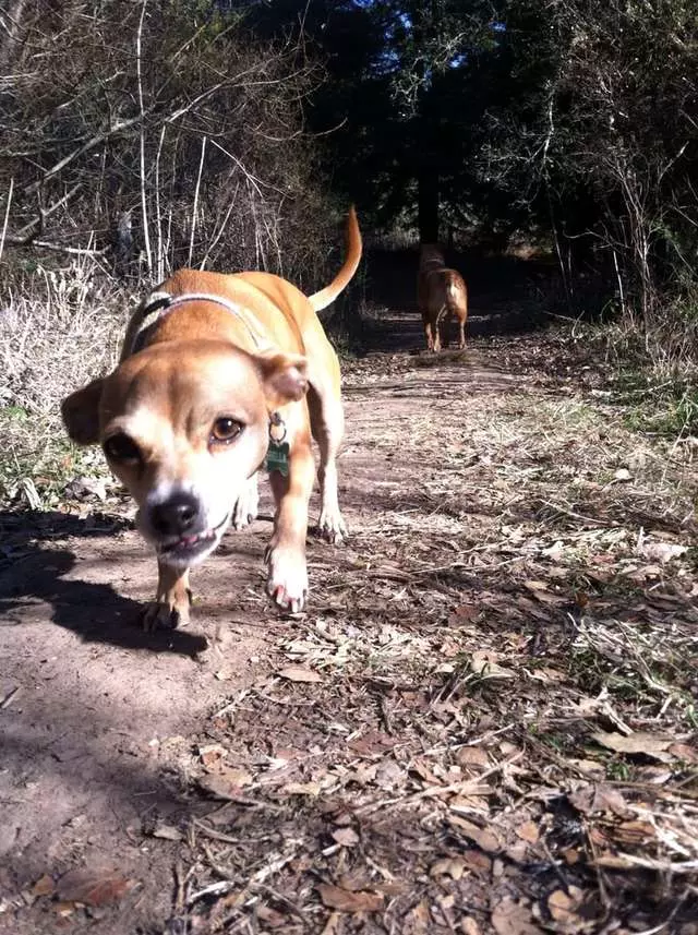 Around Town Hound