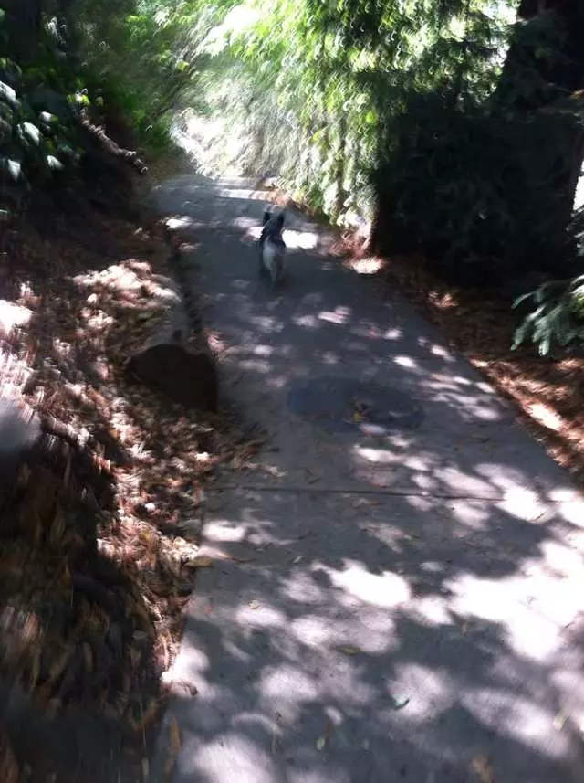 Around Town Hound