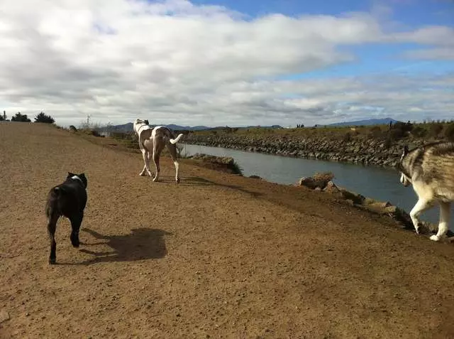 Action Dog!