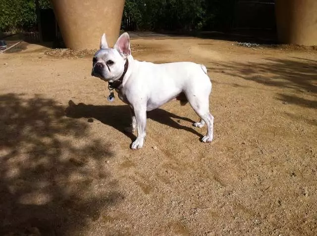 Action Dog!