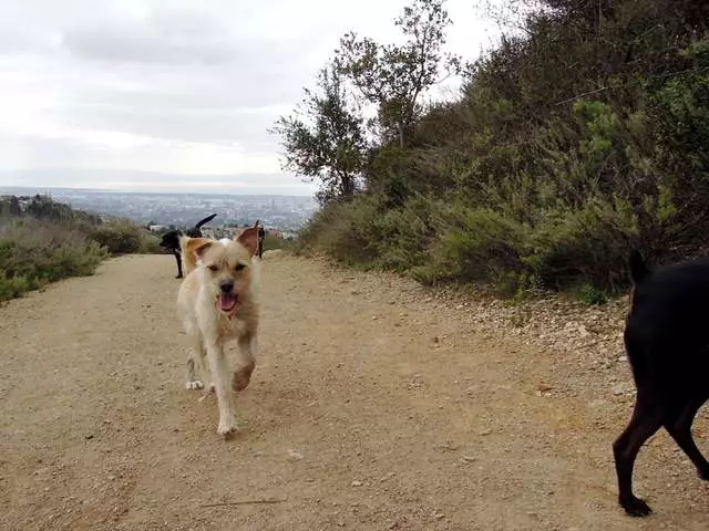 Action Dog!