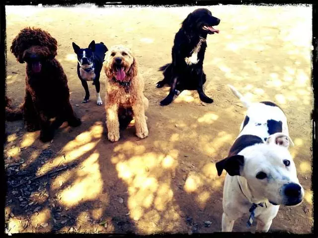 Action Dog!