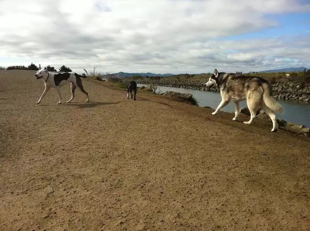 Action Dog!