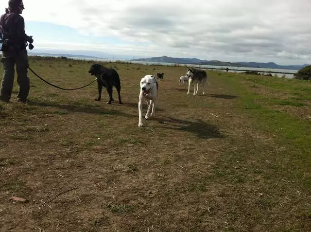 Action Dog!