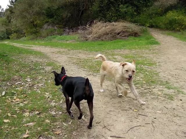 Action Dog!