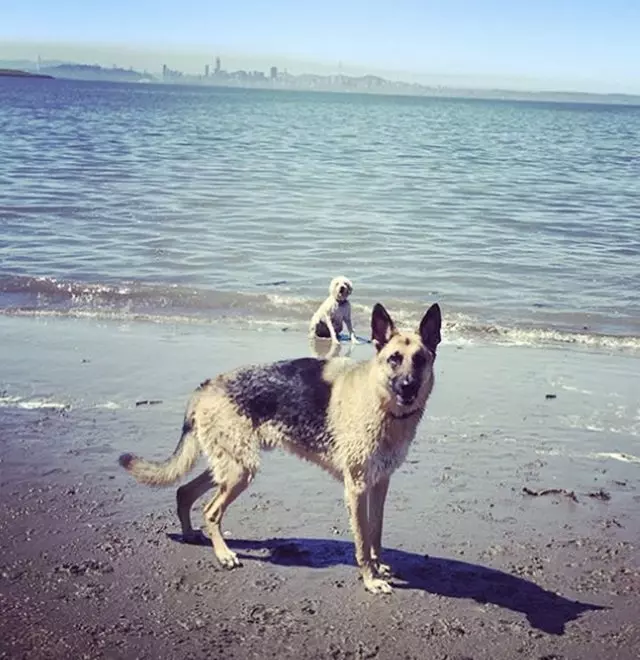 Action Dog!